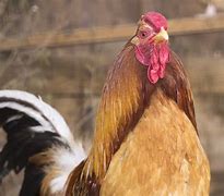 Image result for sicilian buttercup chicken characteristics