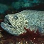 Image result for Northern WolfFish