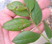 Image result for Blueberry Leaf Spot