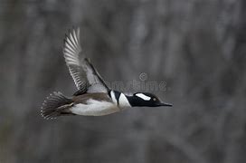 Image result for Hooded Merganser Duck Flying