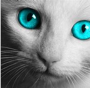 Image result for Cat Eyes Wallpaper