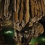 Image result for Sang Doong Cave