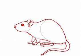 Image result for Pet Rat Drawing