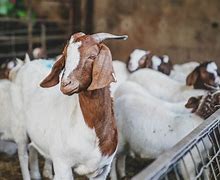 Image result for Organic Goat