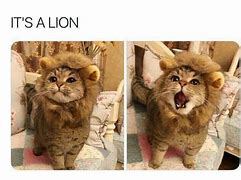 Image result for Cute Lion Memes