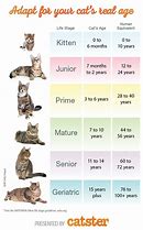 Image result for Cat Baby Years