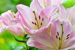 Image result for Bright Pink Lilies