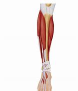 Image result for Lower Leg Muscles and Tendons Anatomy