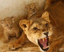 Image result for Lion Protecting Cub