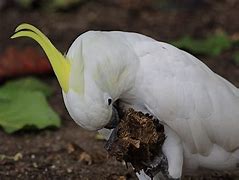 Image result for sulphur crested cockatoo habitat