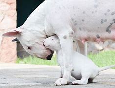 Image result for Bull Terrier Babies