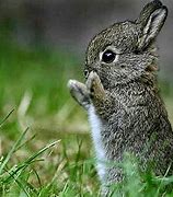 Image result for Rabbit Desktop