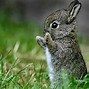 Image result for Rabbit Desktop