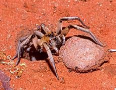 Image result for Pale Trapdoor Spider