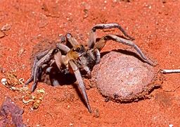 Image result for Malaysian Trapdoor Spider