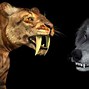 Image result for Aelurodon vs Dire Wolf