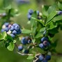 Image result for Blueberry Defects