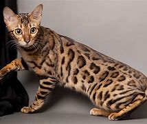 Image result for Half Bengal Cat