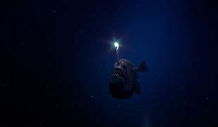 Image result for AnglerFish