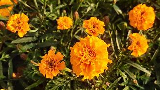 Image result for Mexican Marigold Flower