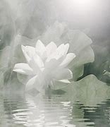 Image result for Pretty Lotus GIF