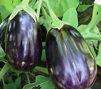 Image result for Black Eggplant