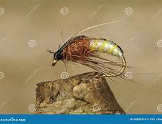 Image result for Fly Fishing Bait