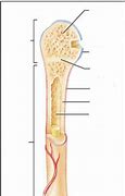 Image result for Typical Long Bone