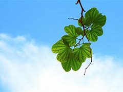 Image result for Greenery Leafy Branches