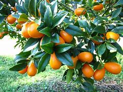 Image result for Where to Purchase Kumquat Fruit