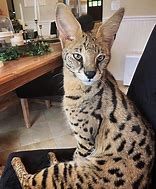 Image result for Domestic Savannah African Serval Cat