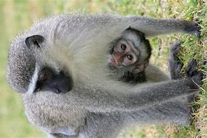 Image result for Cute Baby Vervet Monkey