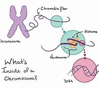 Image result for Mitosis Chromosomes