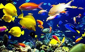 Image result for Deep Sea Fish Figurine