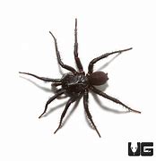 Image result for Pale Trapdoor Spider