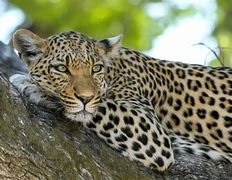 Image result for Leopard Dynamic