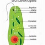 Image result for Euglena Cell Wall