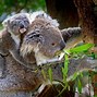 Image result for Los Koalas