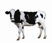 Image result for Cow JPEG