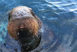 Image result for Aquarium Walrus