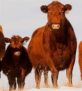 Image result for Red Angus Cattle