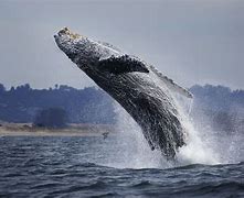 Image result for Whale Water