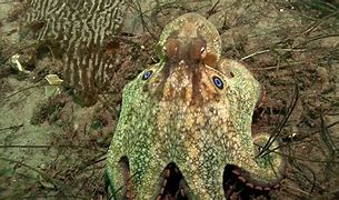 Image result for Octopus Bimaculoides