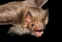 Image result for Bly Bat