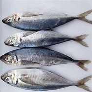 Image result for Frozen Mackerel