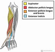 Image result for Forearm Extension