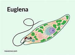 Image result for Euglena Cell Wall