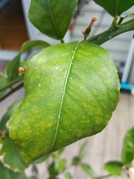 Image result for Black Bugs On Lemon Tree