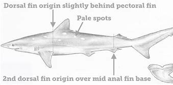 Image result for Flapnose Houndshark