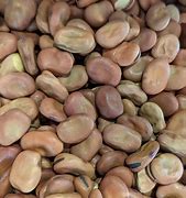 Image result for Broad Beans Brown